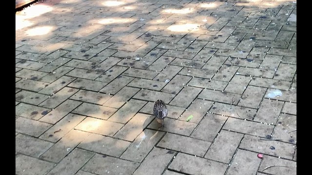 Buff-banded Rail - ML624067425