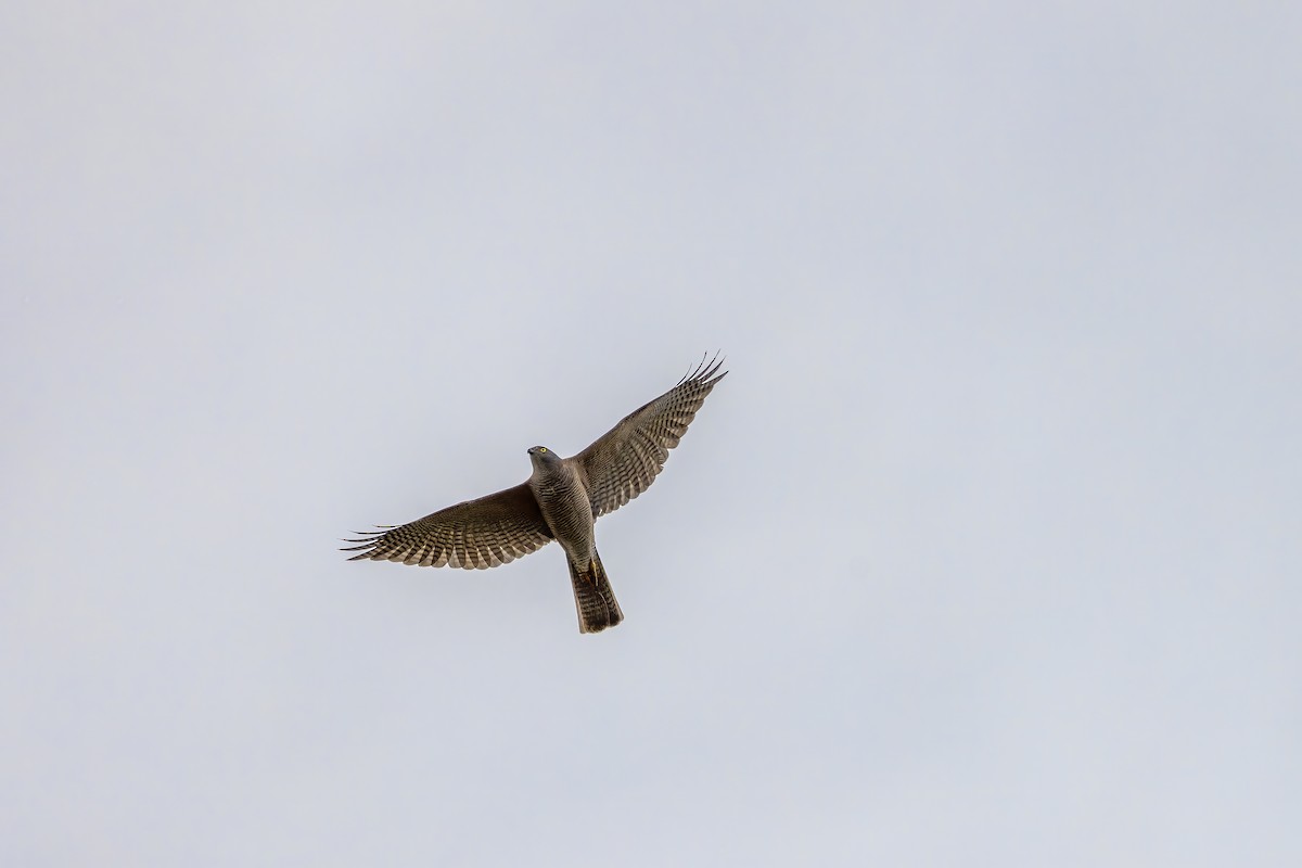 Brown Goshawk - ML624067429