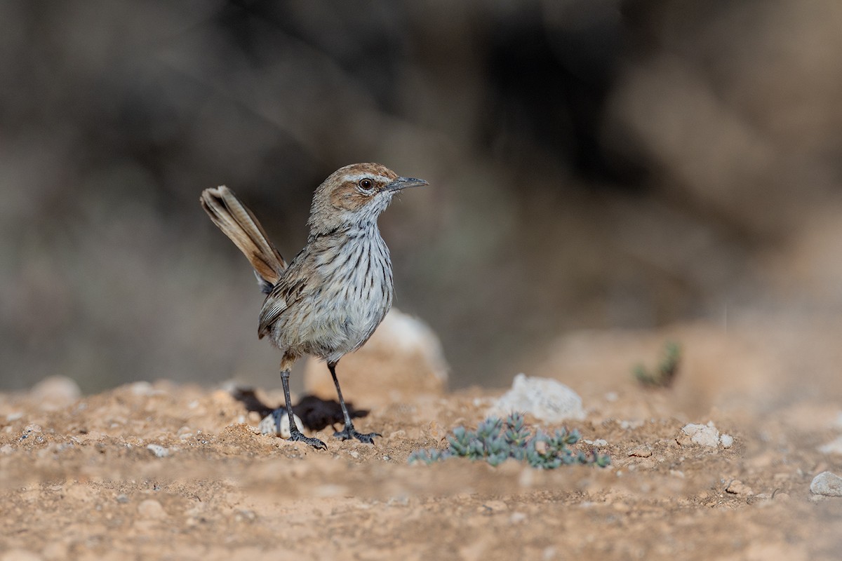 Rufous Fieldwren - ML624067432