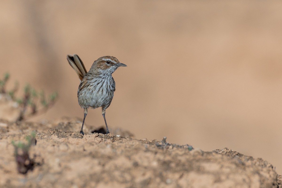 Rufous Fieldwren - ML624067433