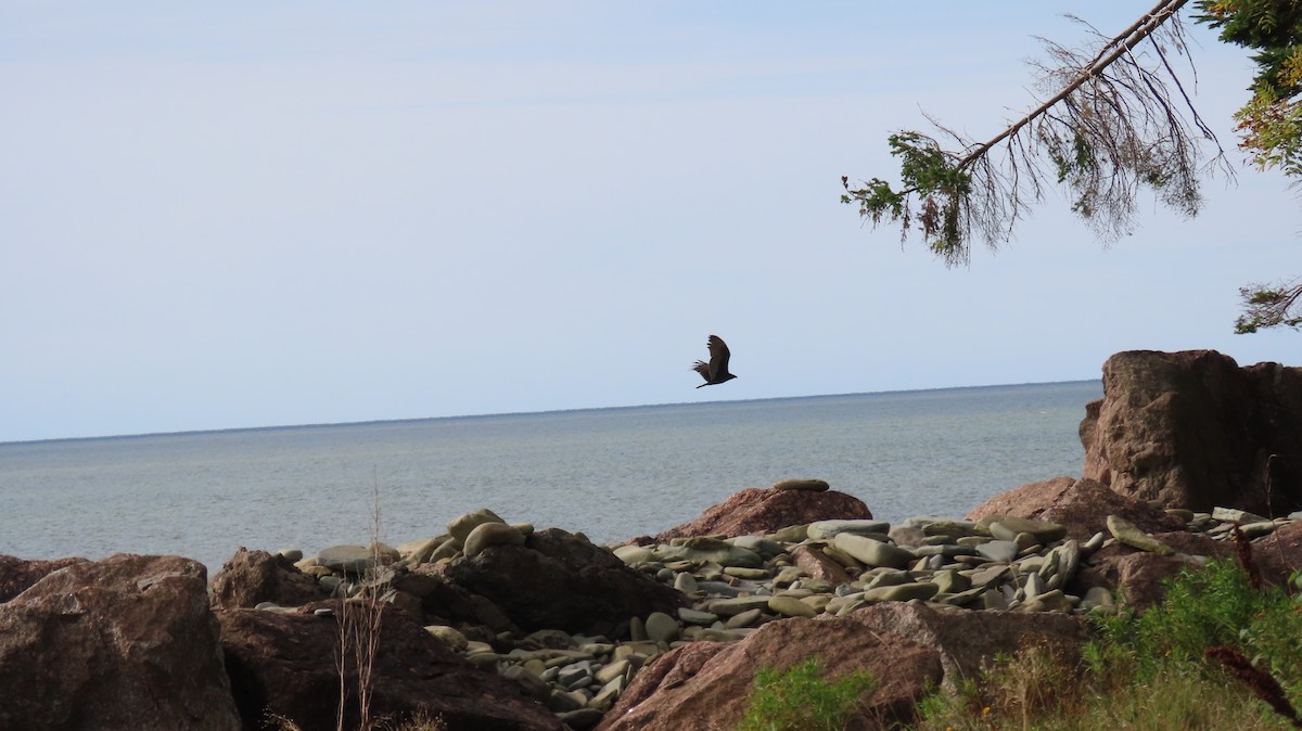 Turkey Vulture - ML624067435