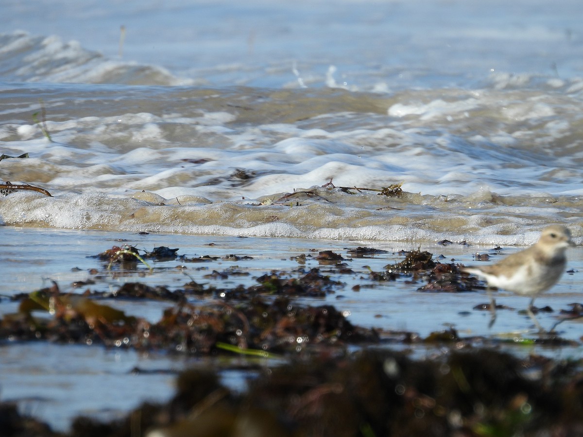 Double-banded Plover - ML624067436