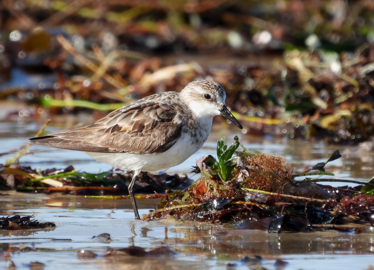 Red-necked Stint - Joanne Thompson