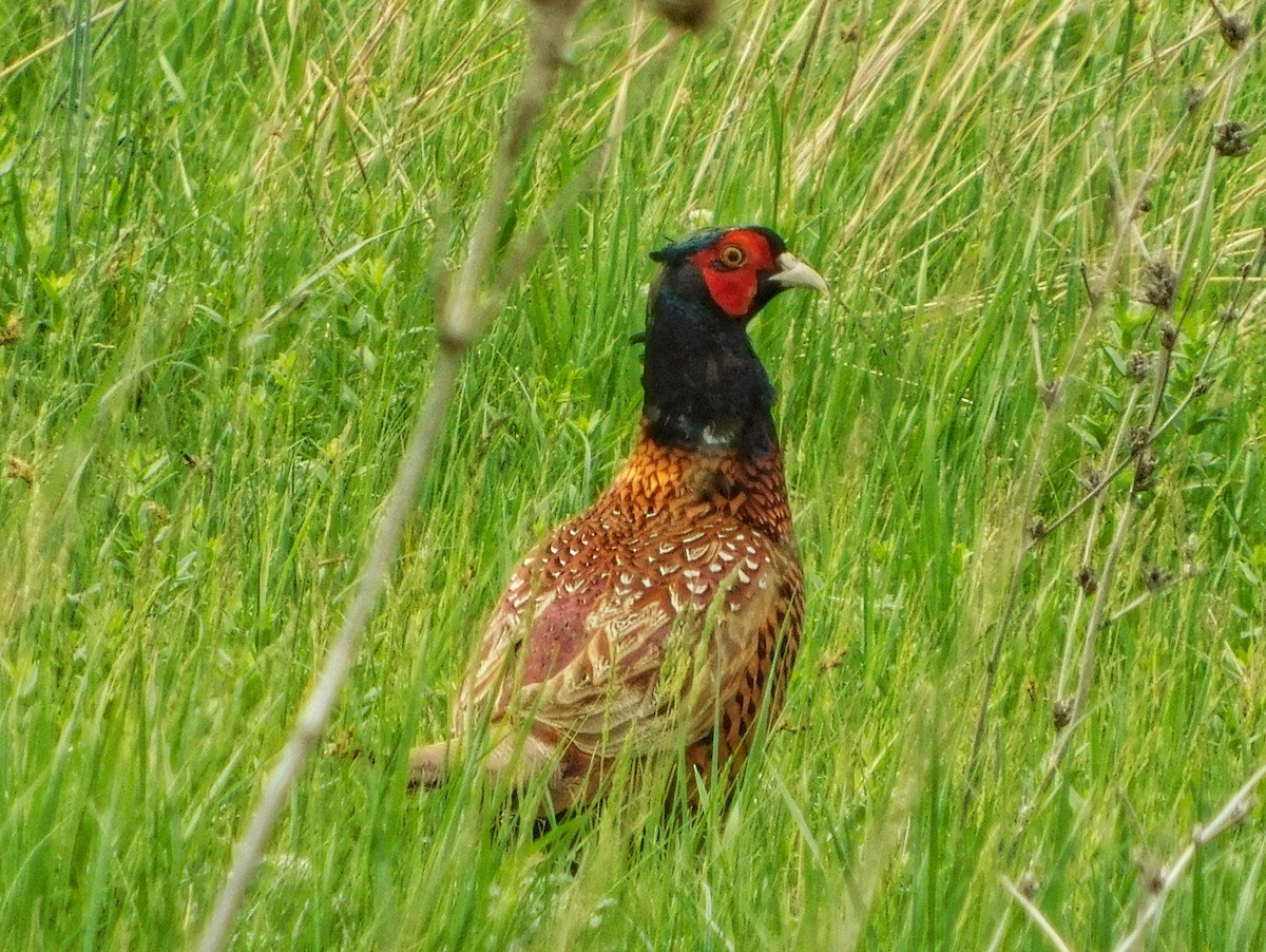 Ring-necked Pheasant - ML624067444