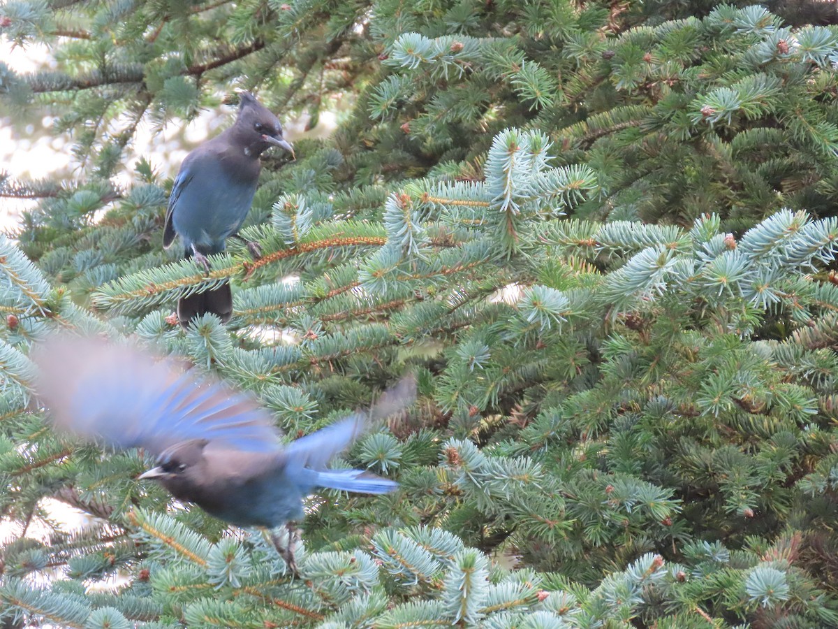 Steller's Jay - ML624067449