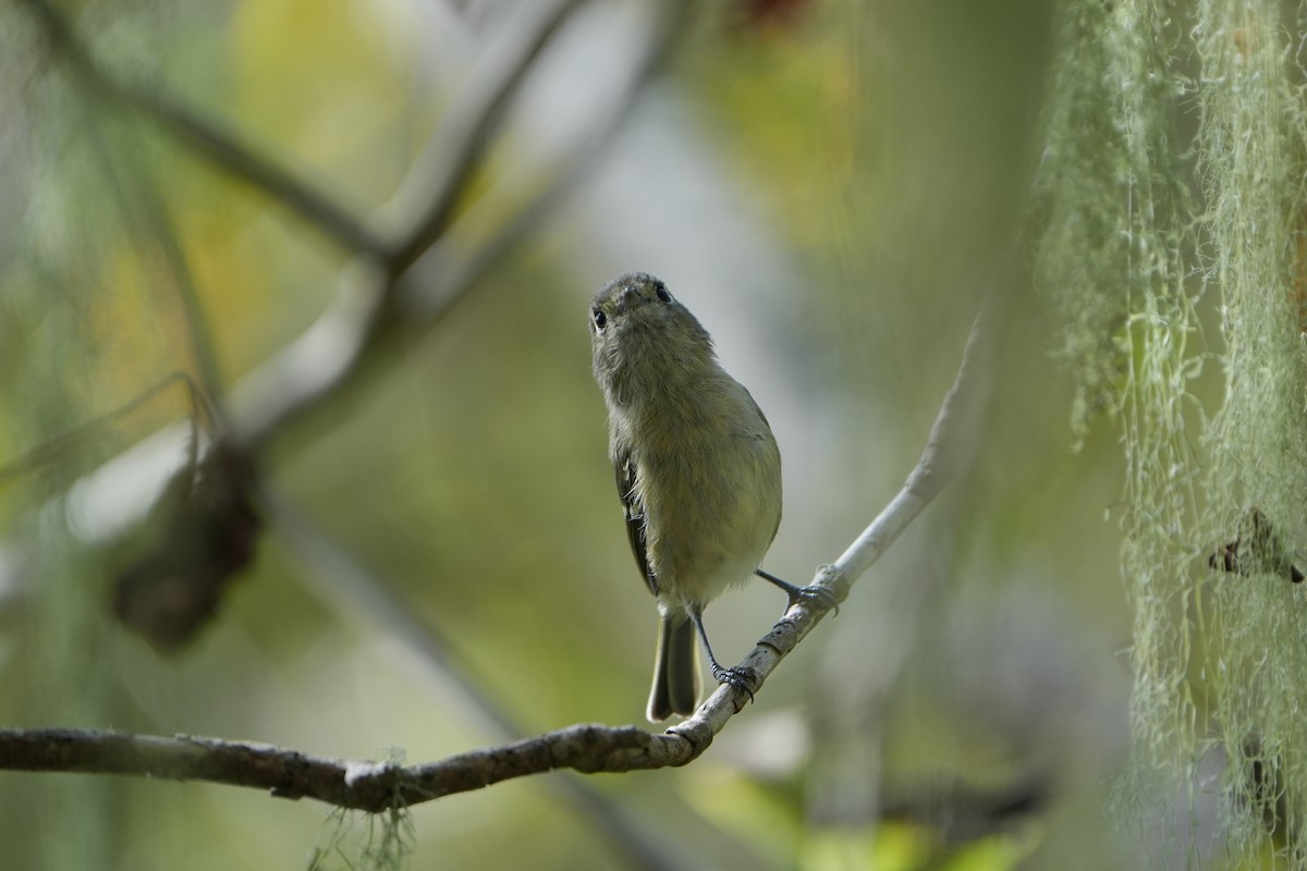 Hutton's Vireo - Diego Perez