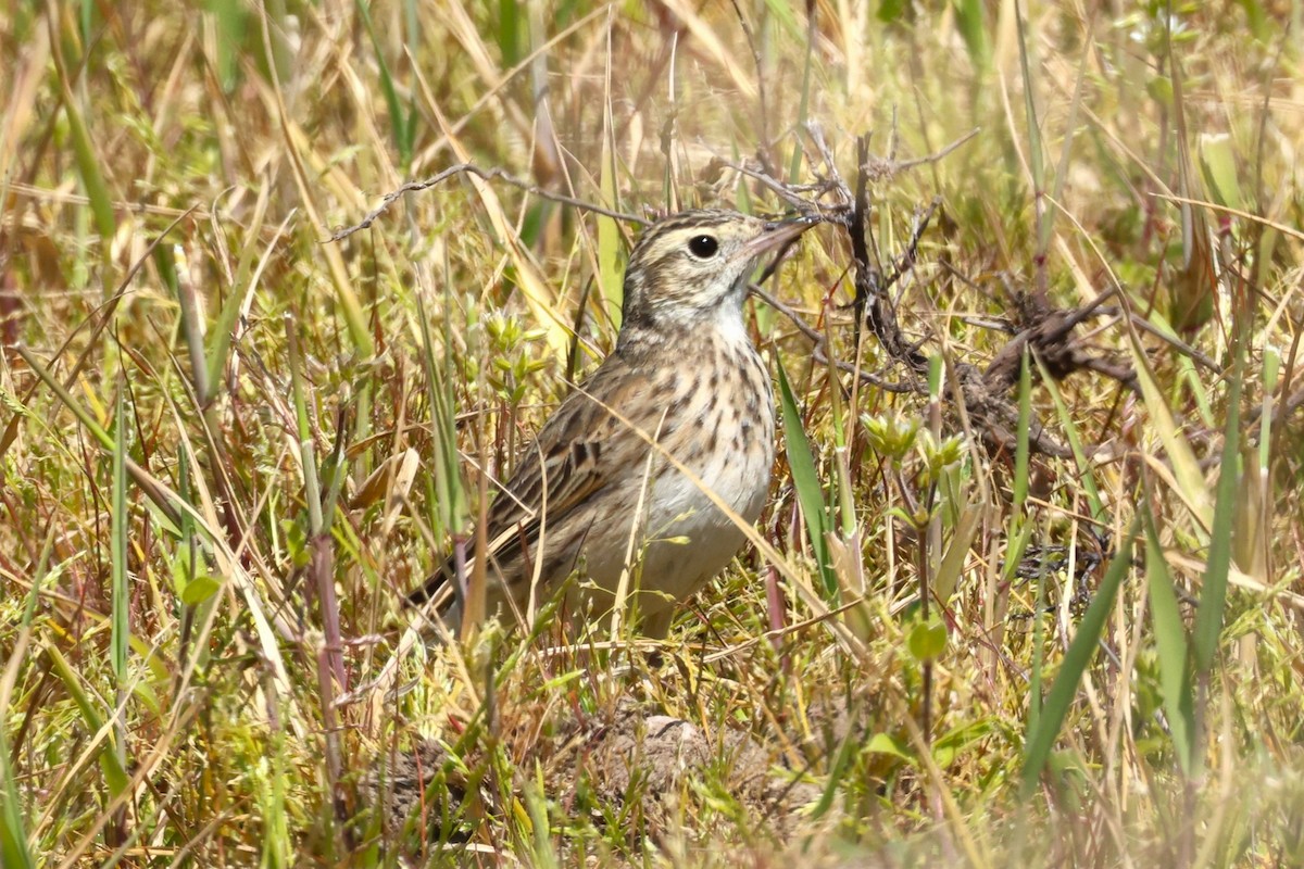 Australian Pipit - ML624067454