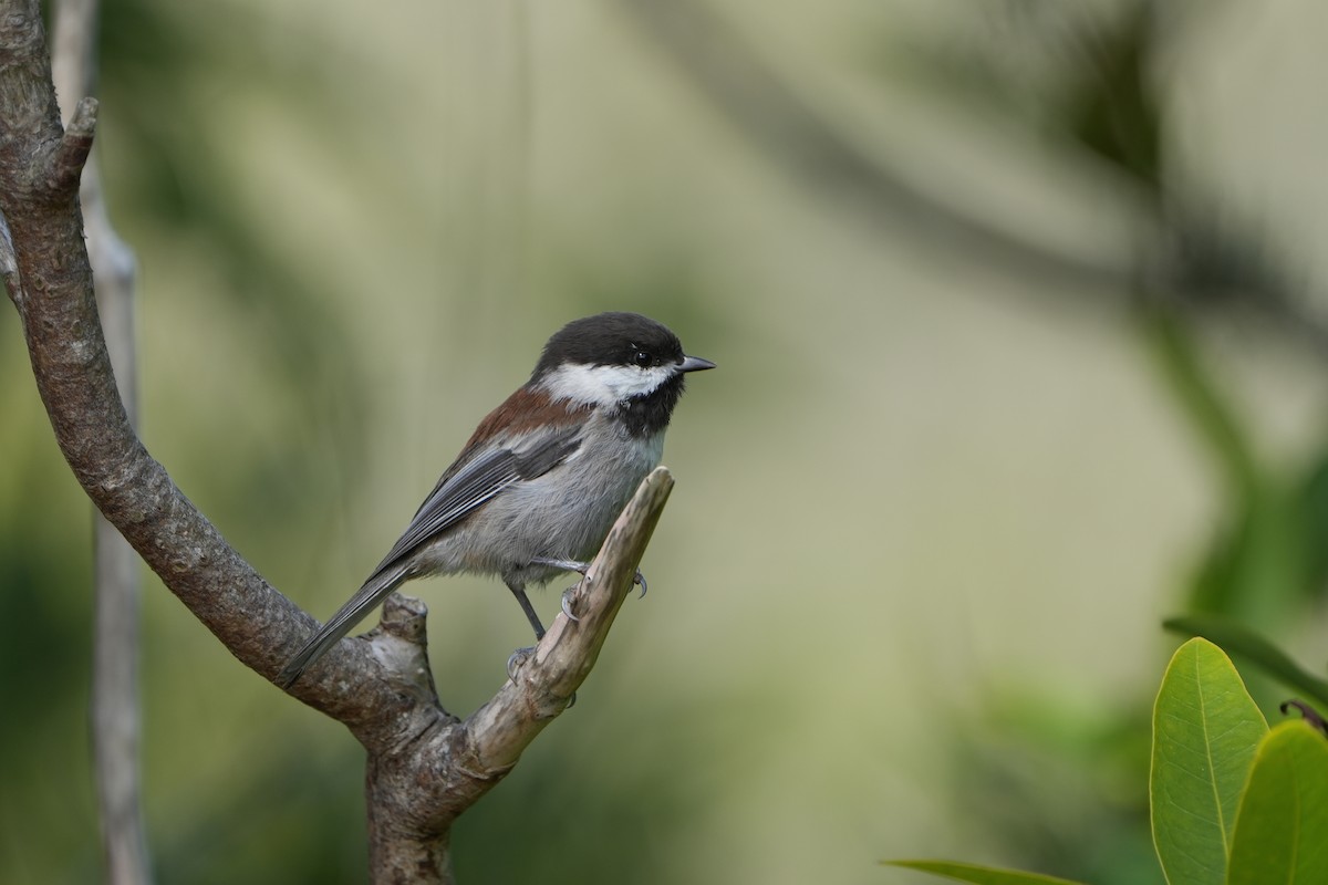 Mésange à dos marron - ML624067455