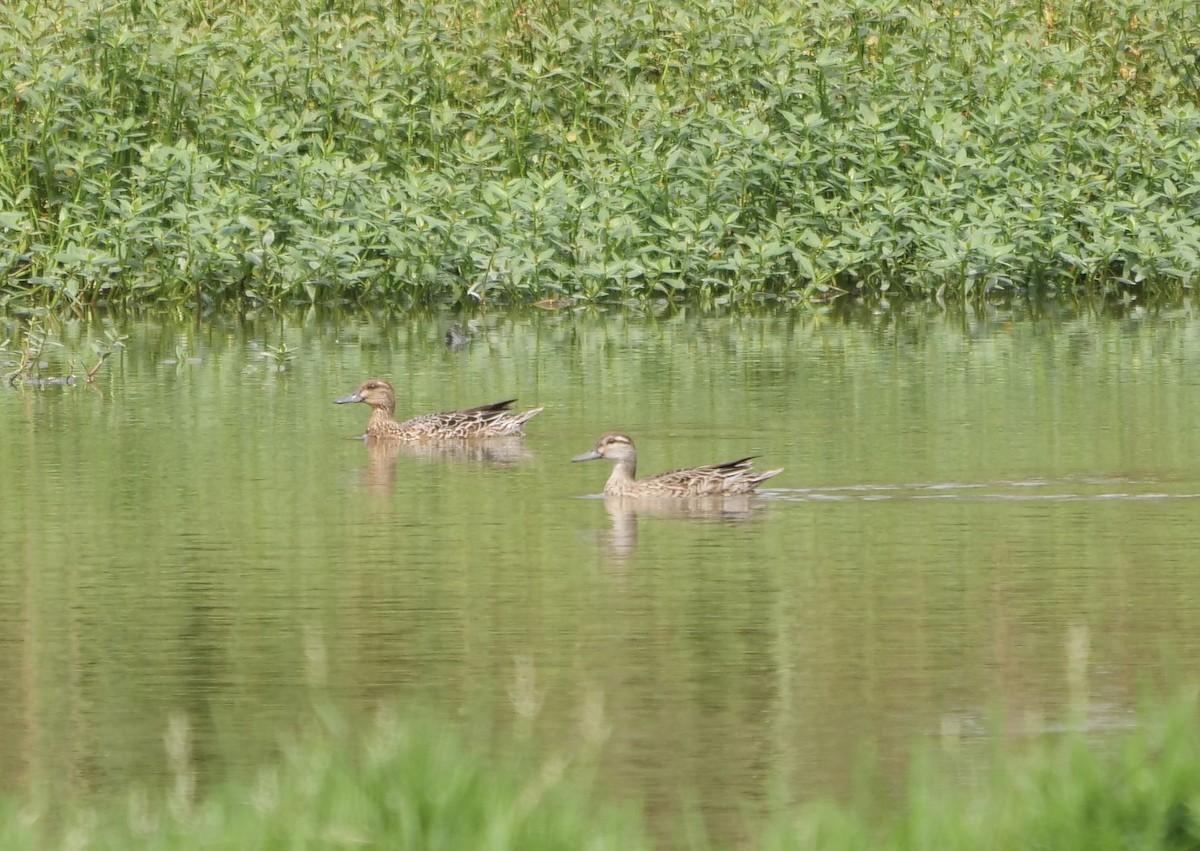 Garganey - ML624067460