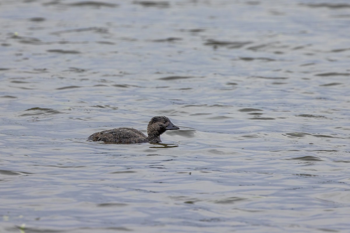 Musk Duck - ML624067478