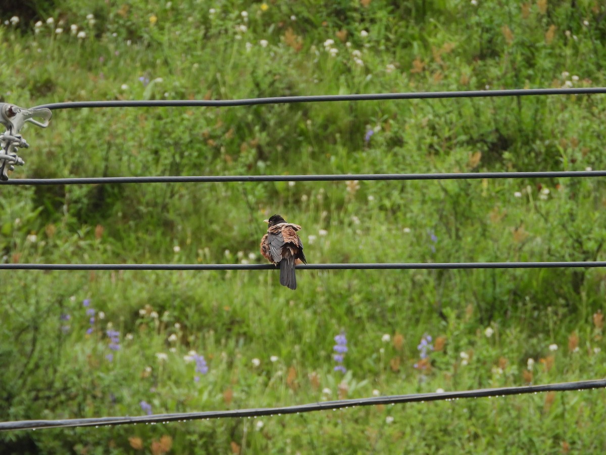 White-backed Thrush - ML624067487