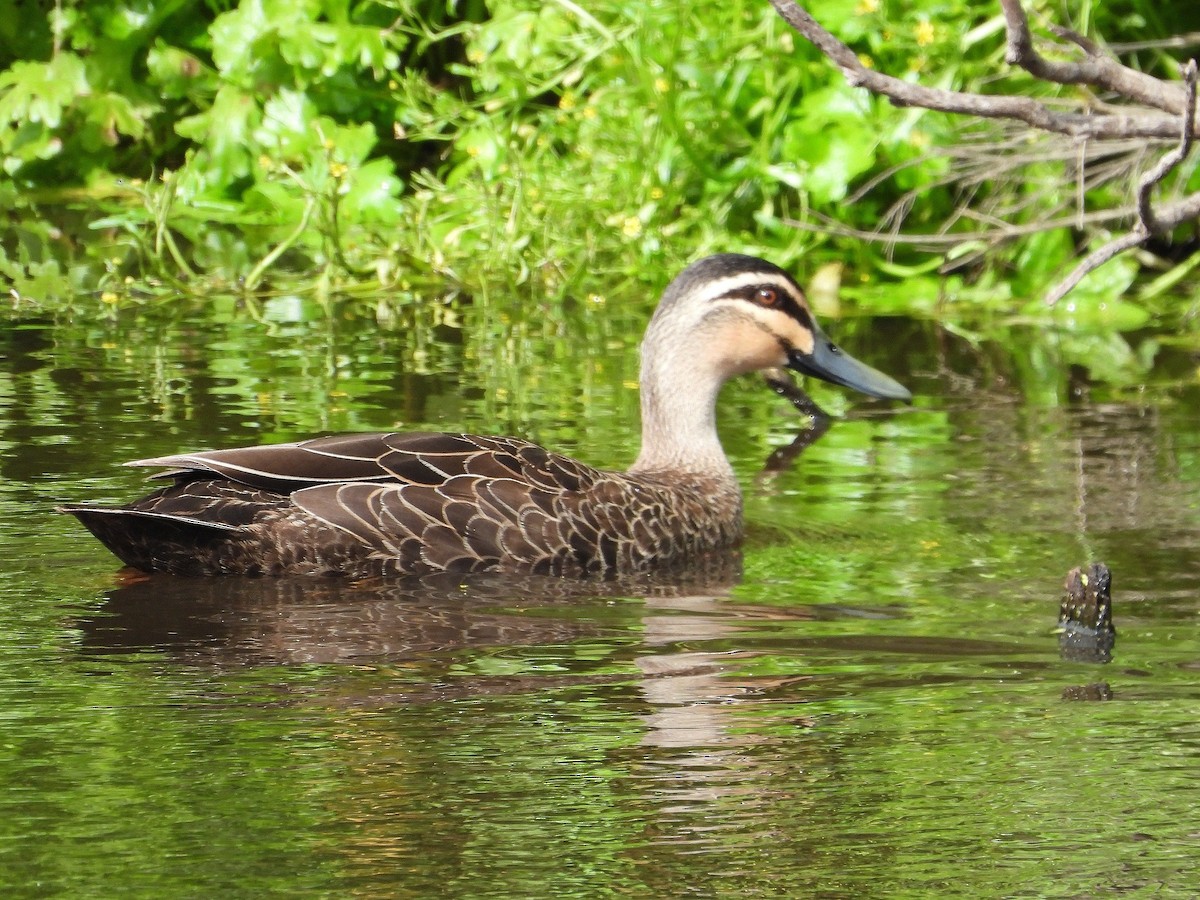 Pacific Black Duck - ML624067489