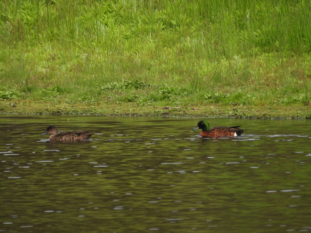 Chestnut Teal - ML624067490