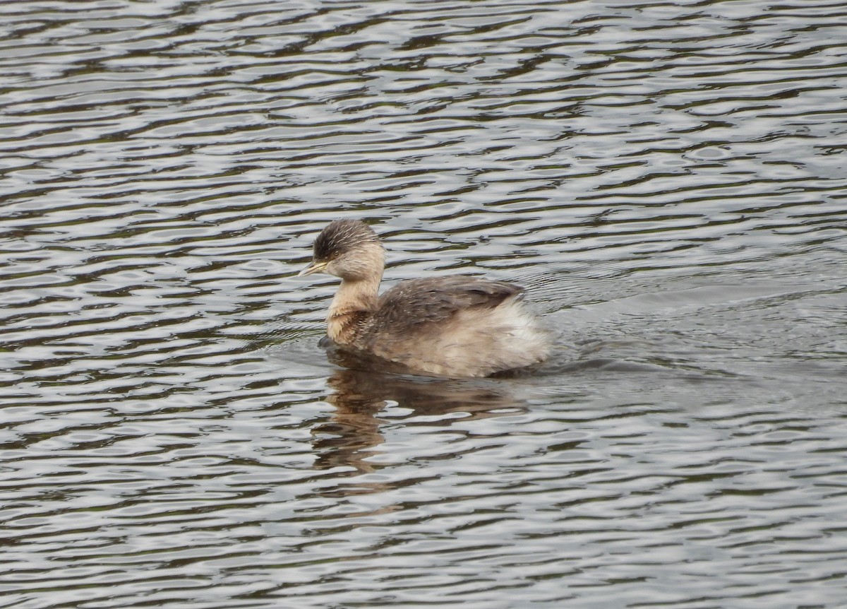 Hoary-headed Grebe - ML624067493