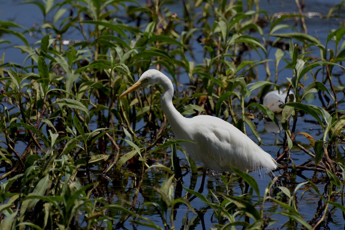 Plumed Egret - ML624067496