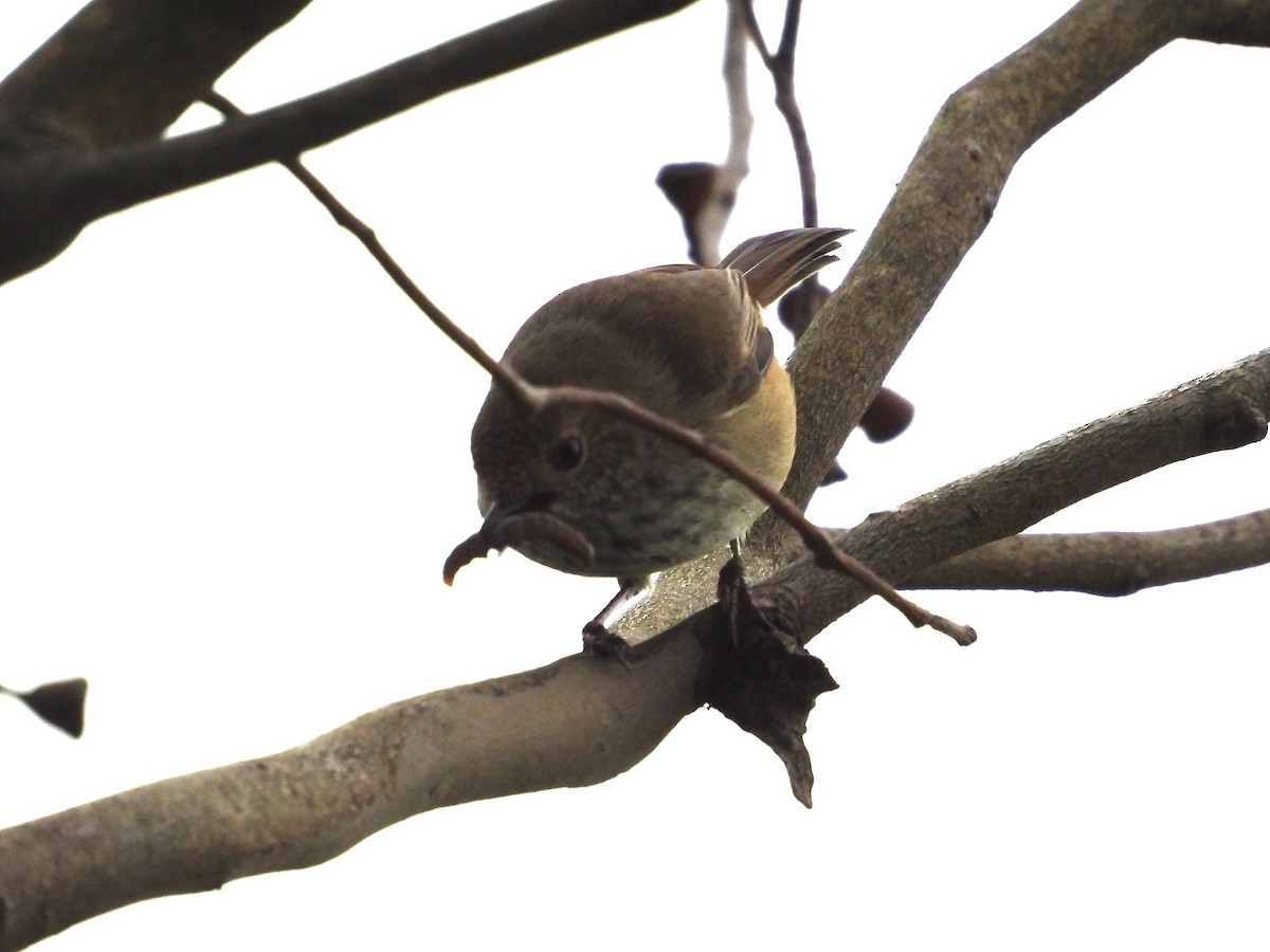 Brown Thornbill - ML624067507