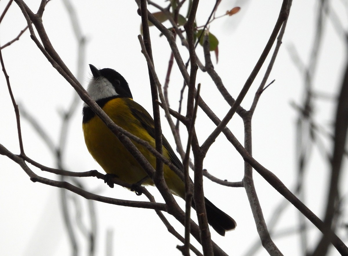 Golden Whistler - ML624067509