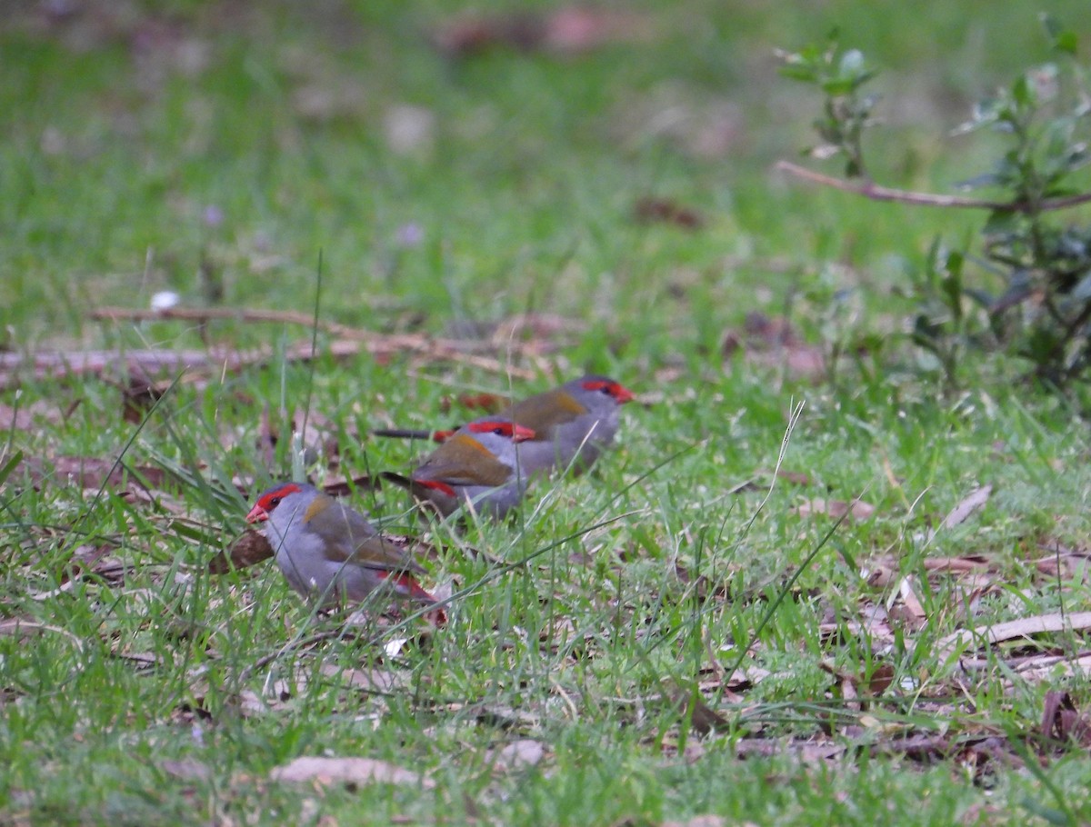 Red-browed Firetail - ML624067513