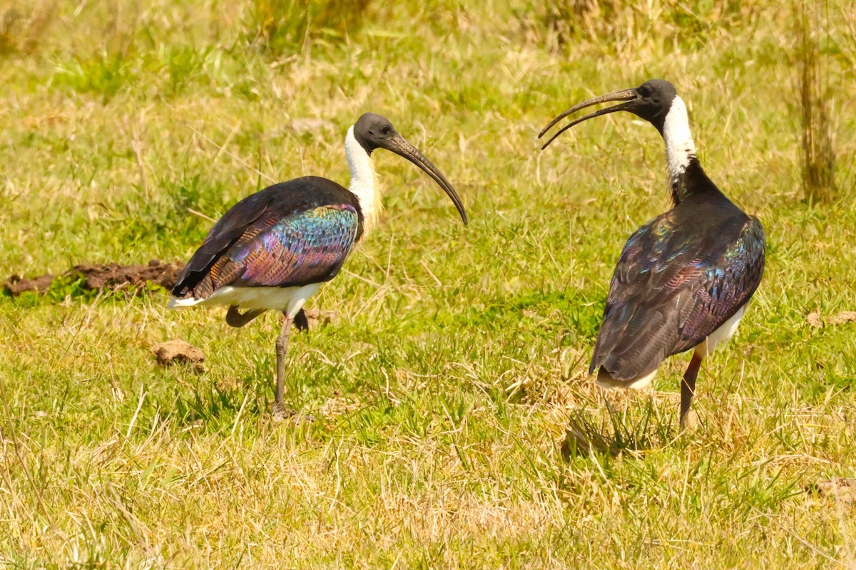 ibis slámokrký - ML624067535