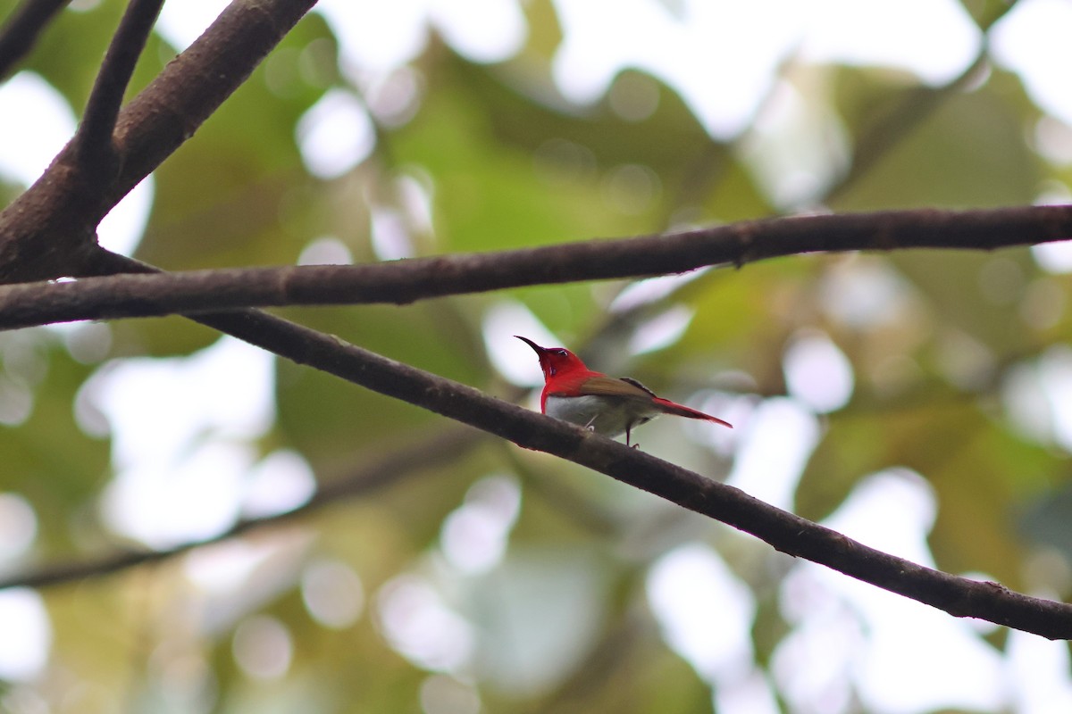 Temminck's Sunbird - ML624067536