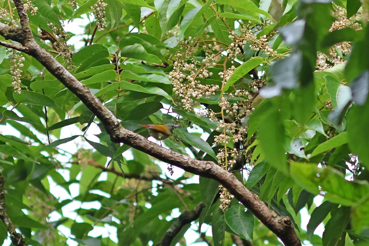 Temminck's Sunbird - ML624067537