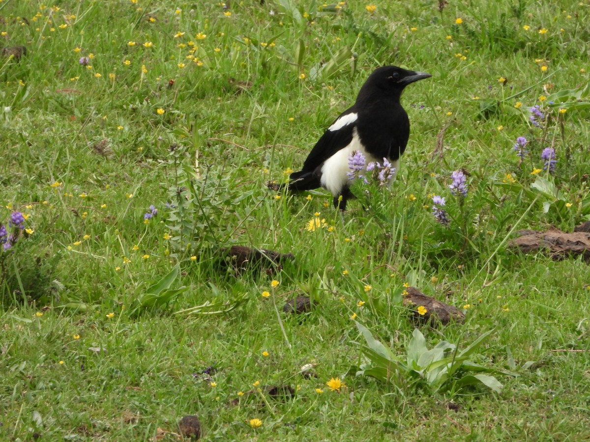 Black-rumped Magpie - ML624067543