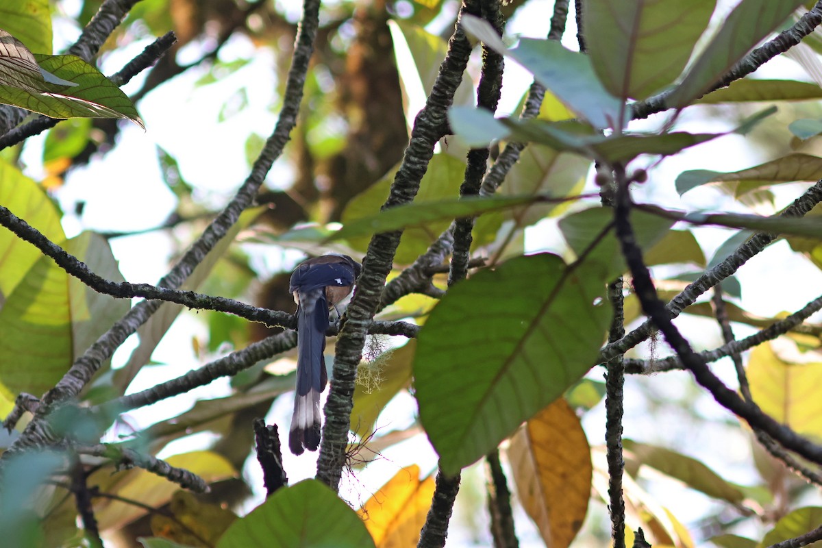 Sumatran Treepie - ML624067548