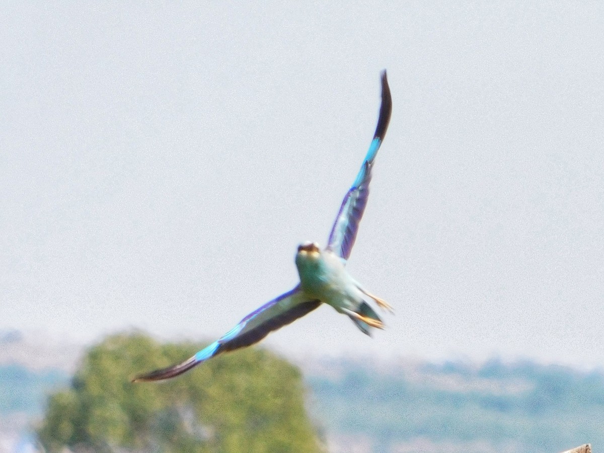 European Roller - ML624067553