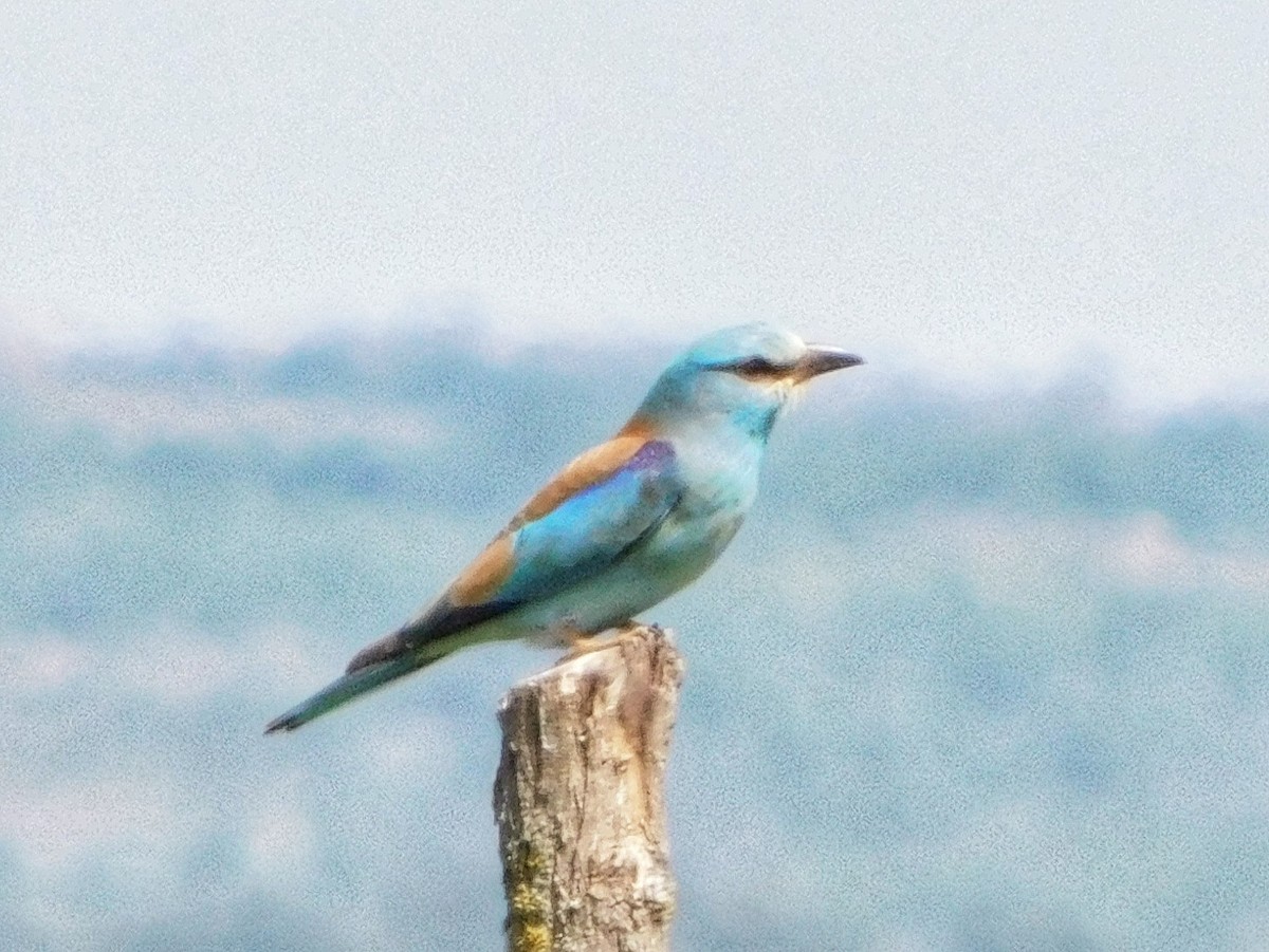 European Roller - Aleksandr Klimenko