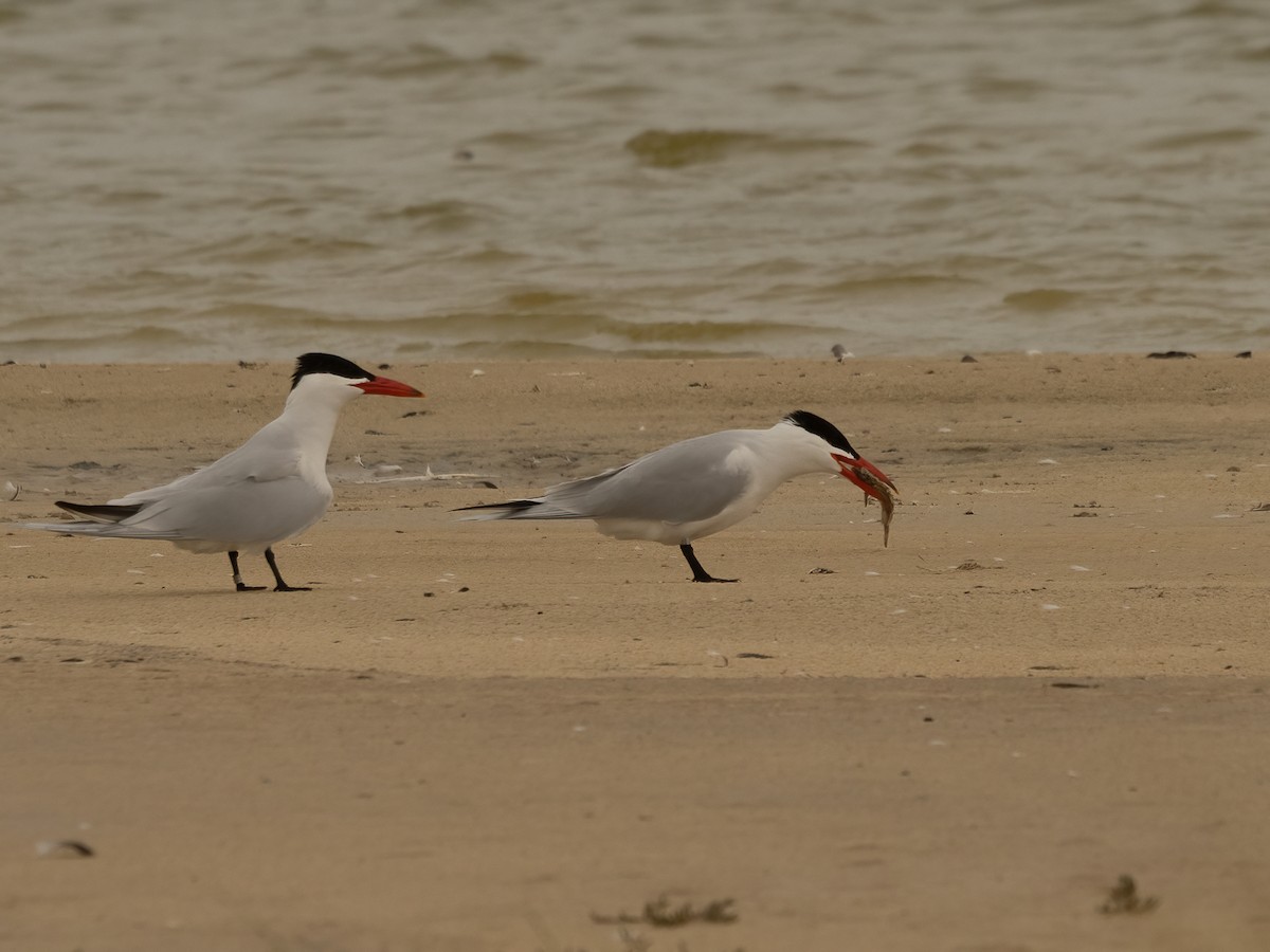 Caspian Tern - ML624067561