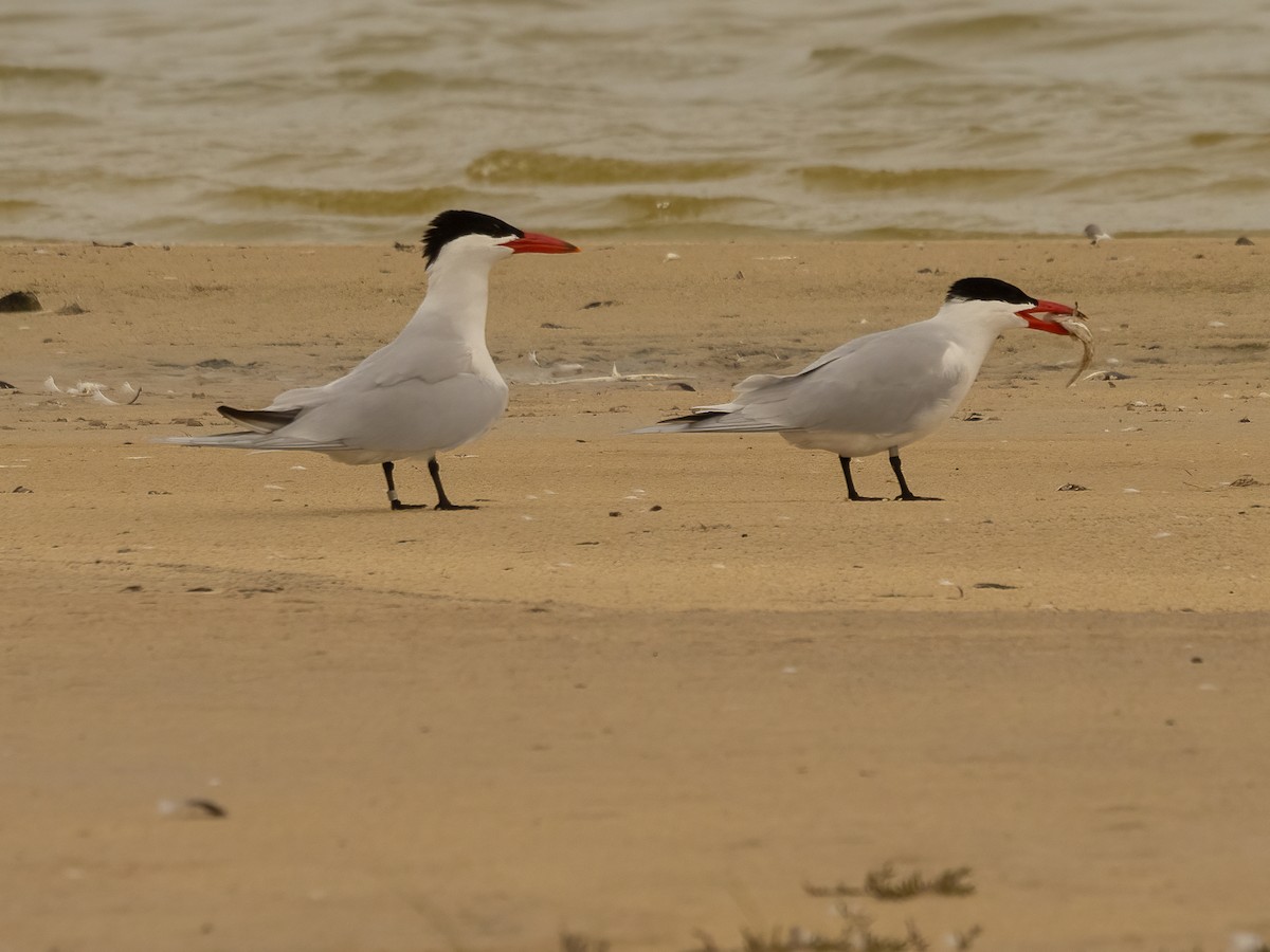 Caspian Tern - ML624067562