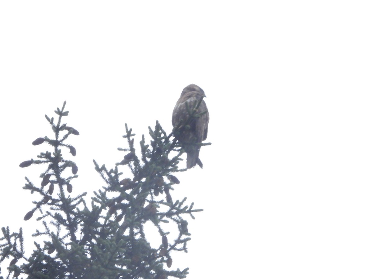 Himalayan Buzzard - Shuangqi Liu