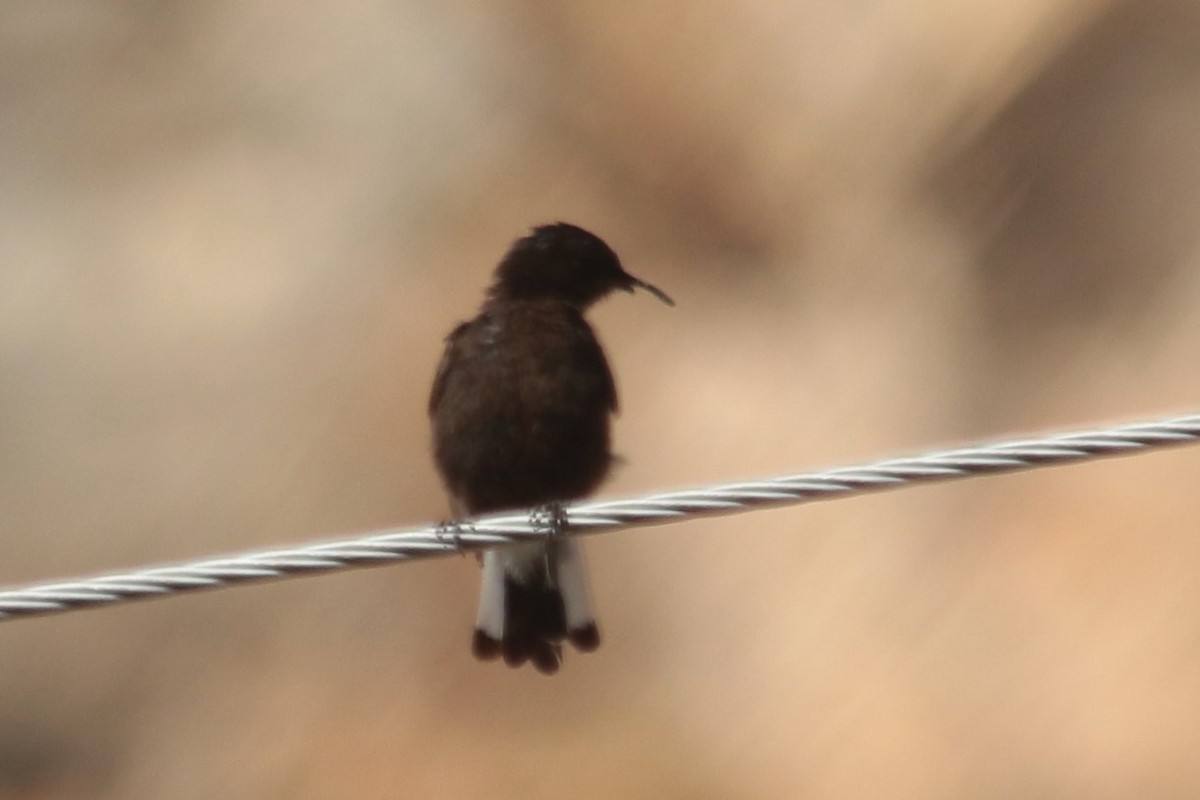 Black Wheatear - ML624067567