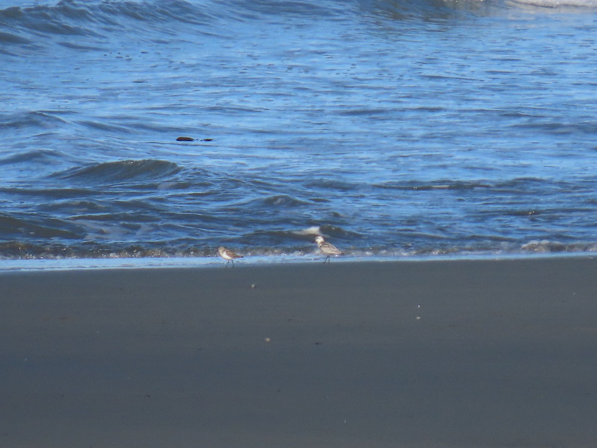 Western Sandpiper - ML624067569