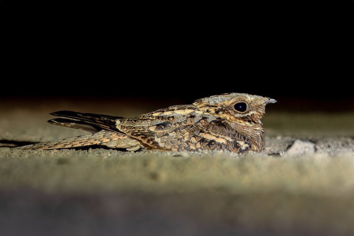 Red-necked Nightjar - ML624067574