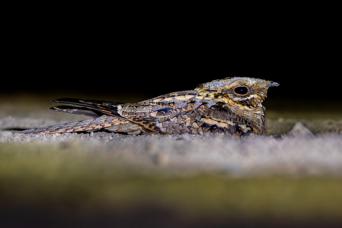 Red-necked Nightjar - ML624067575