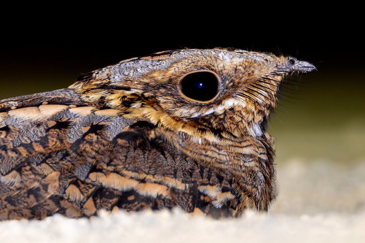 Red-necked Nightjar - ML624067577