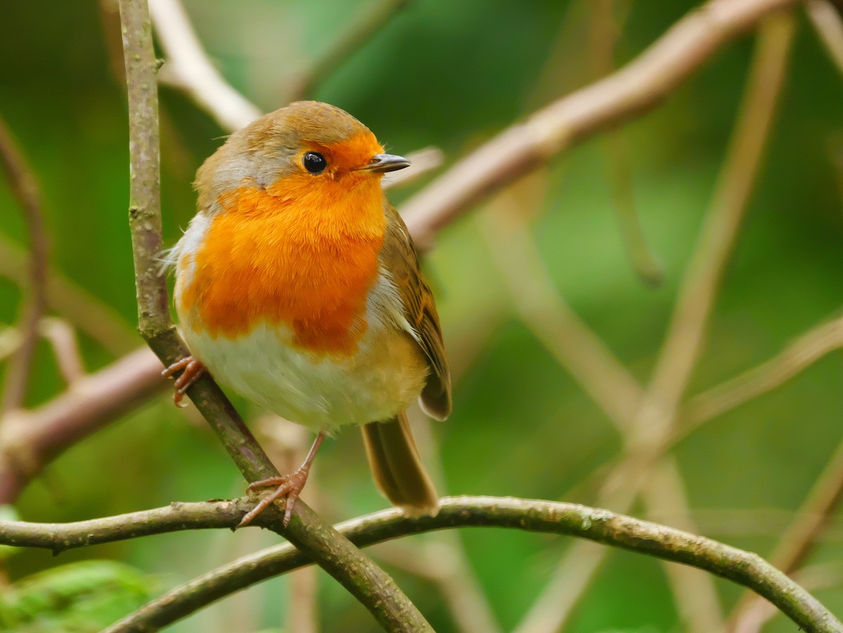 European Robin - ML624067587