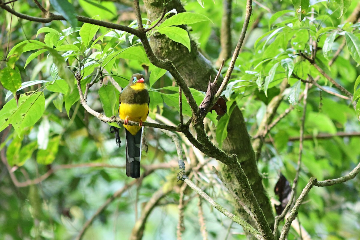 Sumatran Trogon - ML624067591