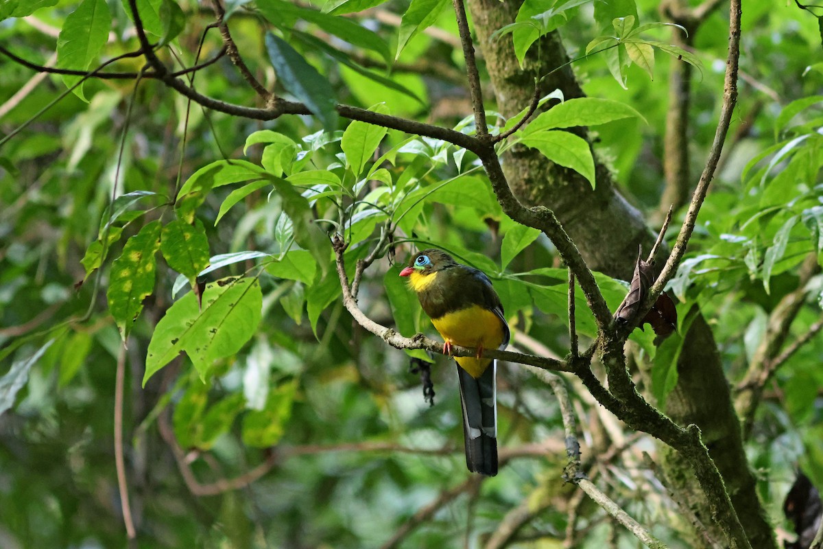 trogon sumaterský - ML624067592