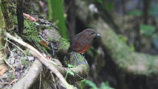 スマトラヤイロチョウ - ML624067607