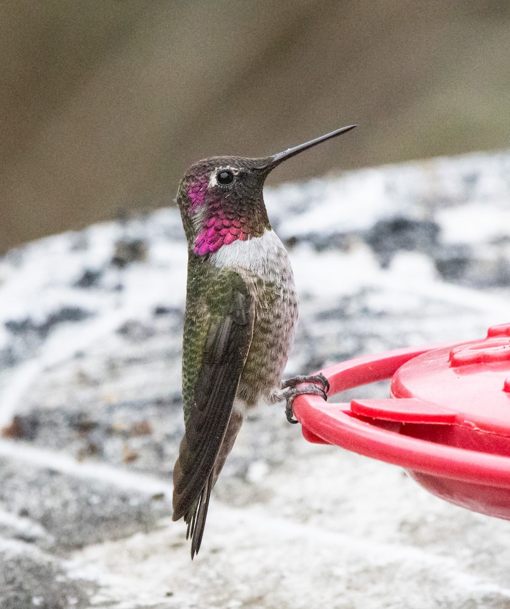 Anna's Hummingbird - ML624067609