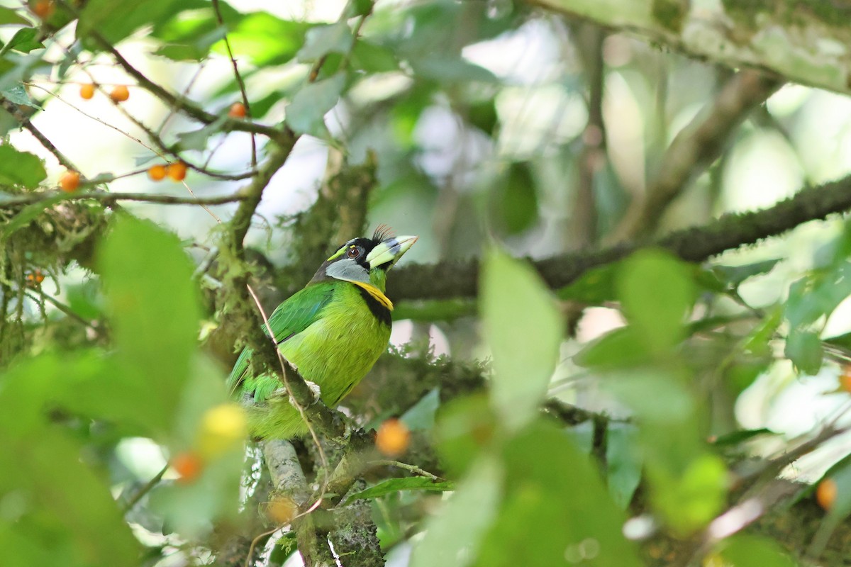 Fire-tufted Barbet - ML624067612