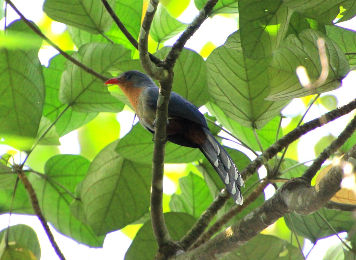 Red-billed Malkoha - ML624067621