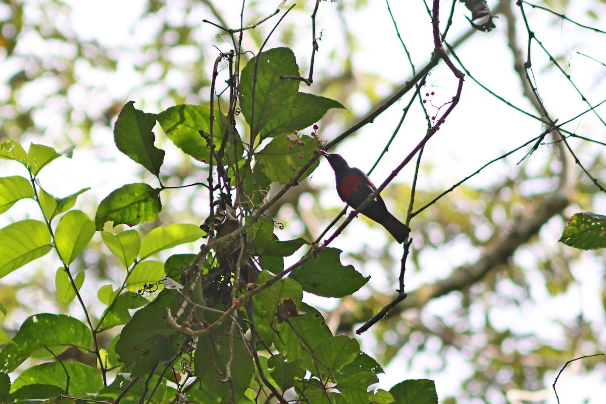 Black-and-crimson Oriole - ML624067636