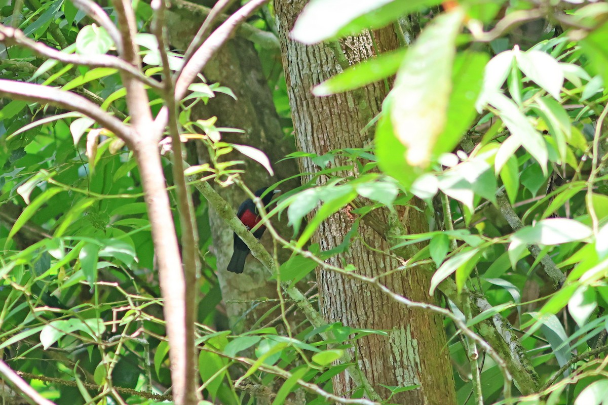 Black-and-crimson Oriole - ML624067637