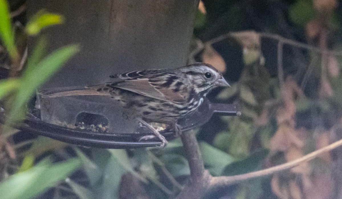 Song Sparrow - ML624067638