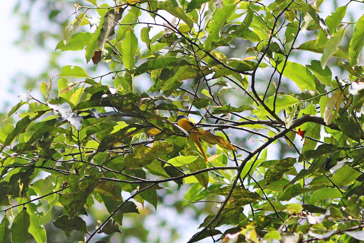 Gray-chinned Minivet - ML624067641