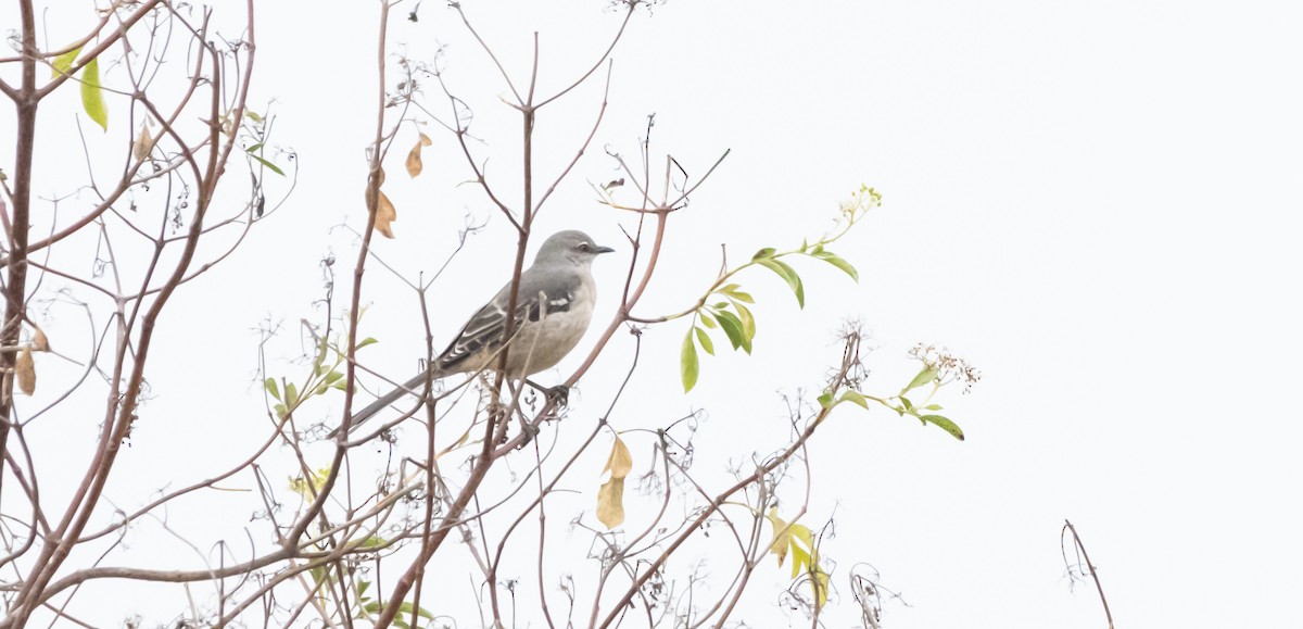 Northern Mockingbird - ML624067645