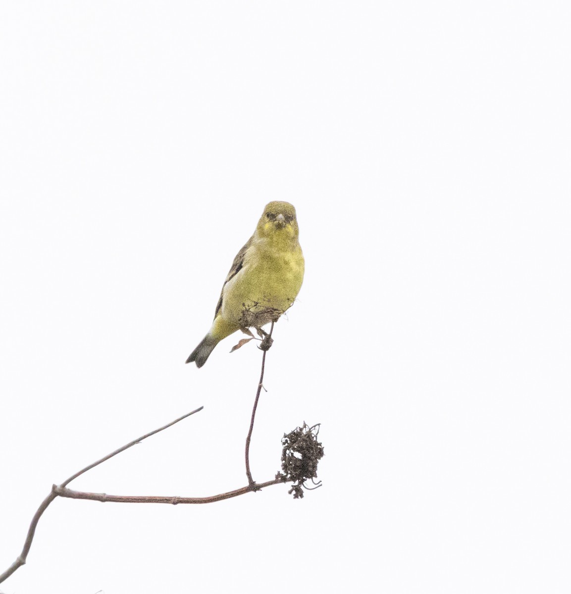 Lesser Goldfinch - ML624067653